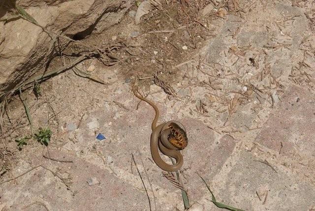 Halk dilinde Alacabzrk olarak bilinen 1.5 metre boyundaki zehirli ylann avn yakalay grenleri hayretlere drd.