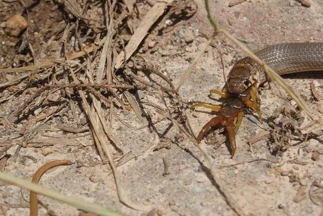 Bu saldrdan kurtulamayan yan ise direnemeyip ylana yem oluyor.