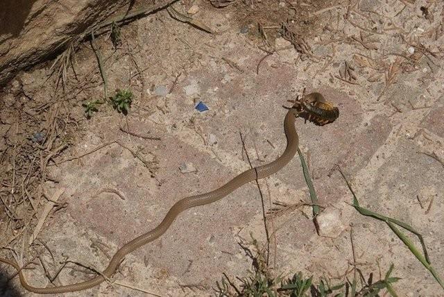 Evin bahesinde ekilen grntler, doal hayatn nasl ilediini gzler nne seriyor.