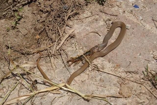 A olan ylan, gzne kestirdii yana (krkayak) sessizce yaklayor.