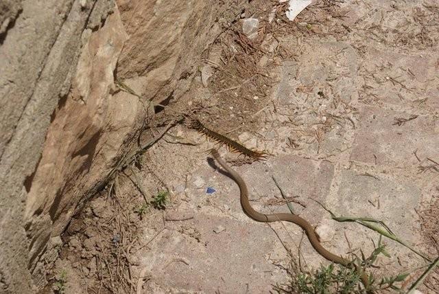 Bursa'nn znik ilesinde, ylann avn yakalay kare kare grntlendi.