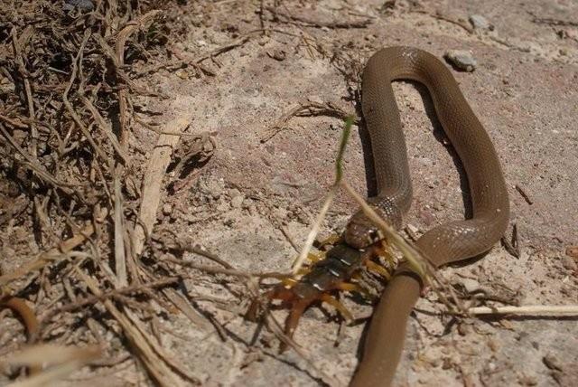 Ani bir hamle ile avn sararak onu etkisiz hale getiriyor.