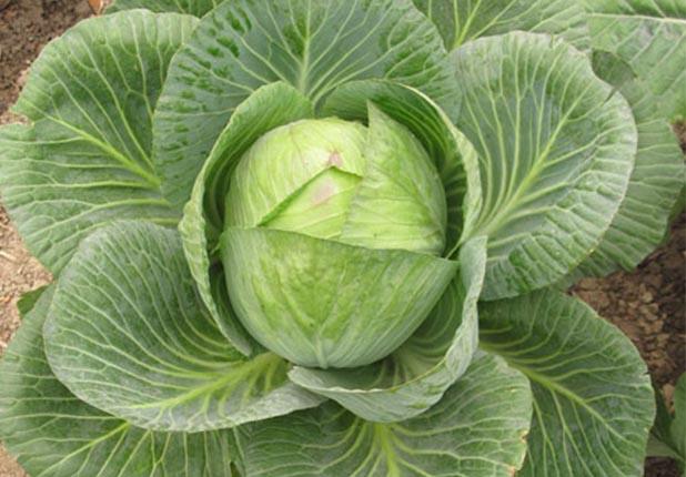 Lahana<br>    Lahana yzyllardr iyiletirici zellii ile kullanlr. Eski Yunanllarda hazmszlk ve besin zehirlenmesine lahana orbas tavsiye edilirdi. Eski Msrllar arabn zehrini azaltmak iin yemeklerden nce kabak yerdi. ngilizler sava zamannda lahanay cephede lsere iyi geldii iin tercih ederdi. Antioksidan deposu lahana kronik rahatszlklar nler ve damar saln arttrr.