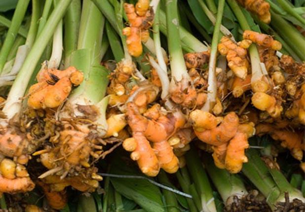 Zencefil Antibiyotik zelliiyle bilinir. Yiyeceklerden kaynaklanan bakteri enfeksiyonlarna kar etkilidir. lsere kar etkili olduu sylenir.  <br>  Herhangi bir hastalk iin alternatif yollar denemeden nce mutlaka doktora bavurun.