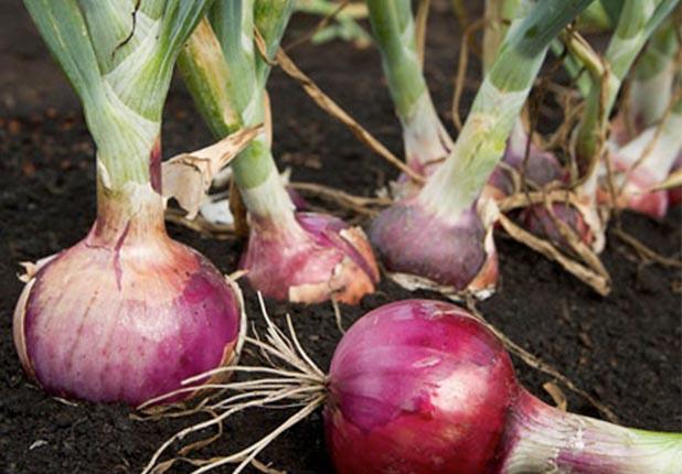 Soan  <br>  Antibakteriyel ve antiseptik zellikleri vardr. Taze soan enfeksiyonlara iyi gelir. Soan suyuna 2-3 kak bal ekleyerek ierseniz faydasn arttrm olursunuz. Virs kaynakl hastalklara kar etkilidir.