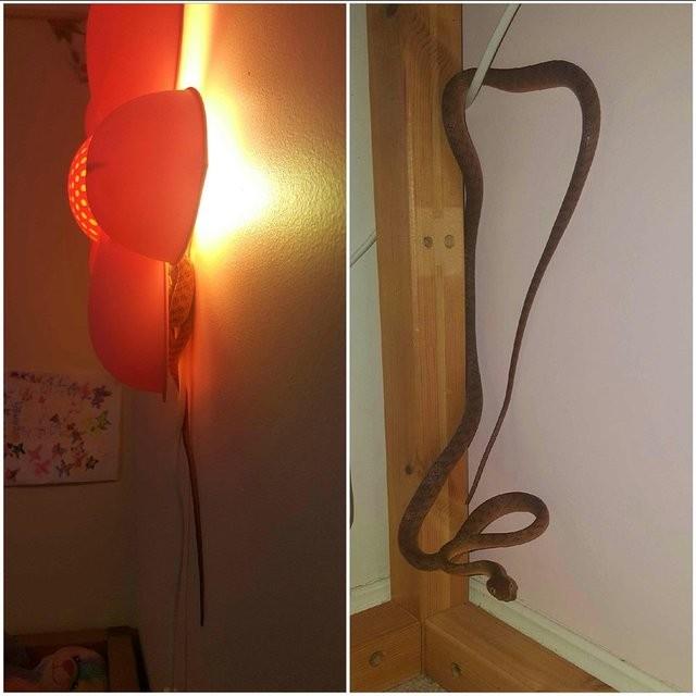 Ylan ve daha pek ok srngenle yllardr har neir olan Tony Harrison, dnyadaki en tehlikeli ylanlar avlyor.