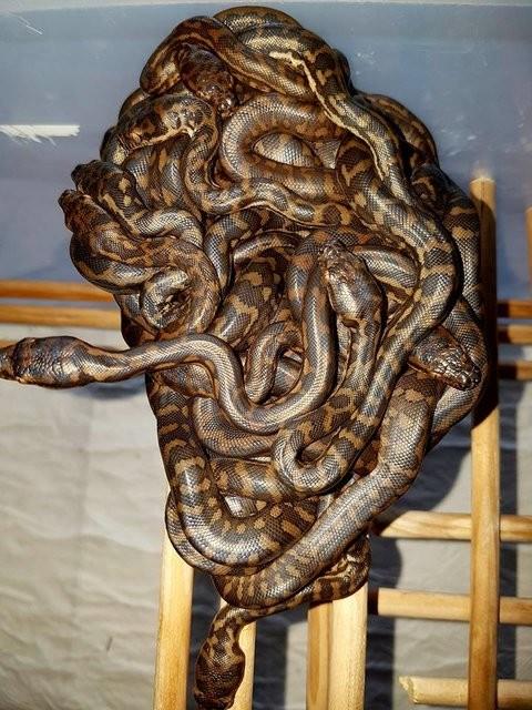 Dier yandan ailenin ylan sevgisi baz talihsiz olaylar da beraberinde getirmi. rnein, yakaladklar ylanlar evinde besleyen ailenin bir ylan, komularnn kpeini ldrm. Bu nedenle aile, eletiri yamuruna tutulmu.