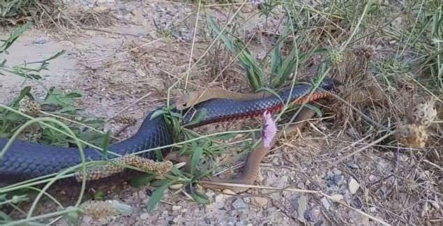 te adm adm o grntler...