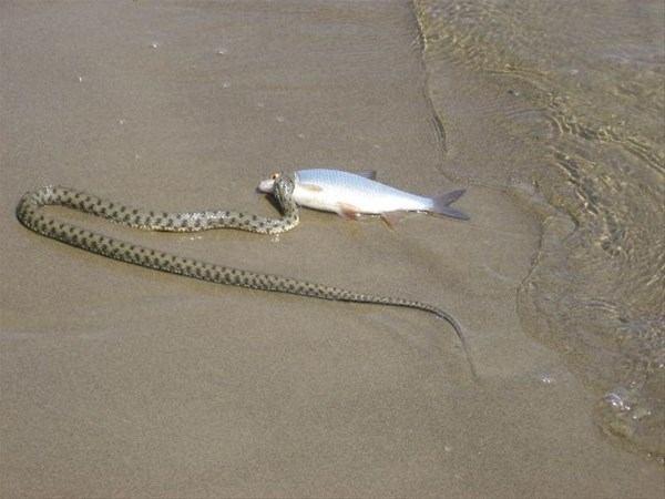 Gizlendikleri bir kayann altnda balklar avlayan ylanlar, kameralar tarafndan kaydedildi... Ylan balk m avlarm demeyin. Sz konusu yemek olunca ylanlar usta bir balk avcsna dnyorlar.