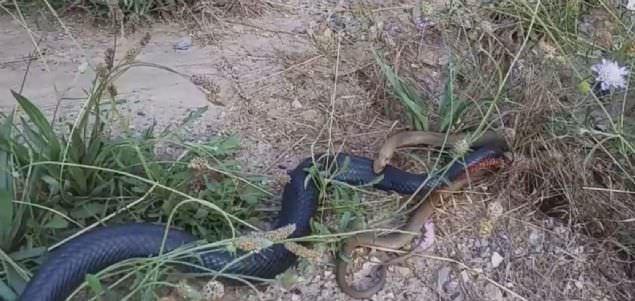 Bir YouTube kullancs tarafndan ekilen grntlerde, zehirli kahverengi ylan defalarca siyah ylan srmasna ramen baarl olamad.