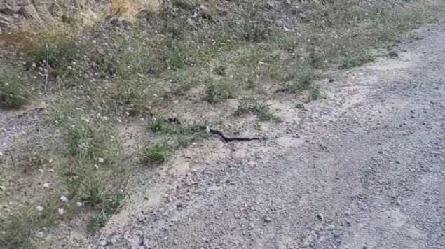 ki lmcl ylann kavgas grenleri oke etti.