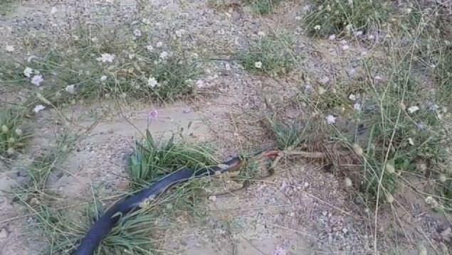 Avustralya'nn en lmcl iki ylan arasndaki lm-kalm mcadelesinin artc grntleri kayt alna alnd.