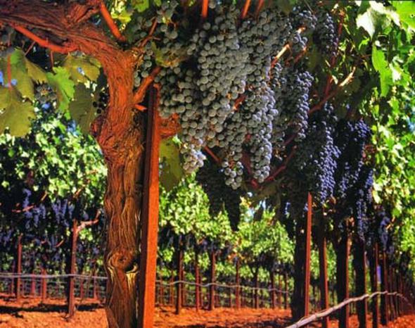 zm yetitiricilii    Kii ba yllk kazan: 231.442