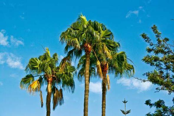 Hindistan cevizi, hurma, palmiye    Kii ba yllk kazan: 1.013.748