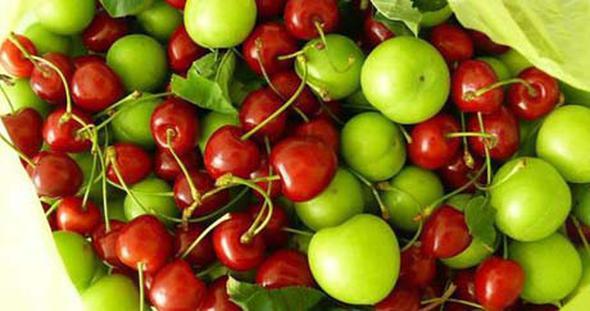 Elma, kays, kiraz, ayva, erik    Kii ba yllk kazan: 67.159