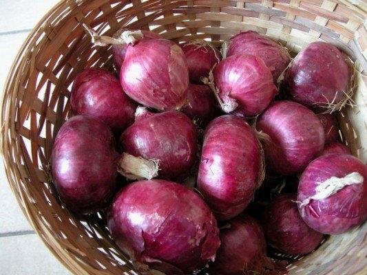 Gs ilii ve barsak iltihaplarn nlemek iin i yumurta sars, taze tereya, iyice ezilmi kimyon tohumu ve fazla miktarda soan suyu kartrlp gnde  kez birer yemek ka yenilir.