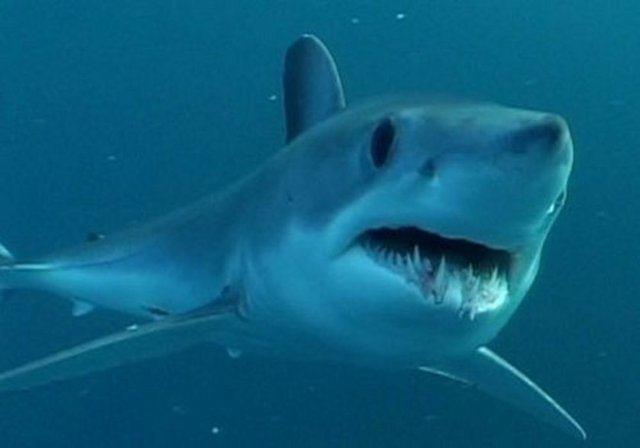 Bir kpekbal 100 milyon damla deniz suyu iindeki bir damla kan hissedebilir..