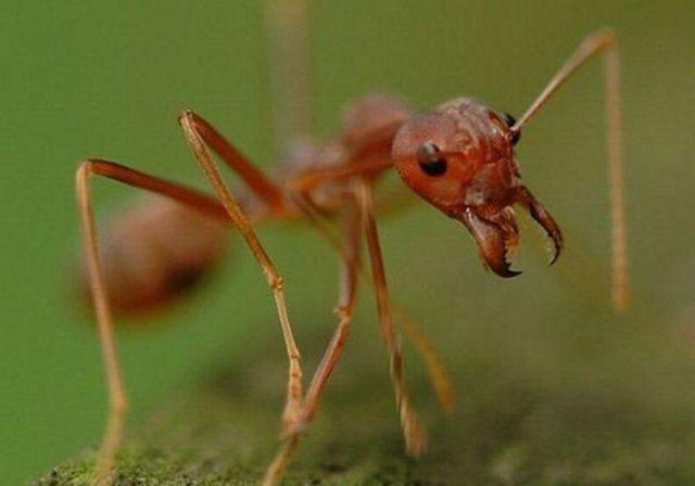 Dnyada insan bana den karnca says 1 milyondur..