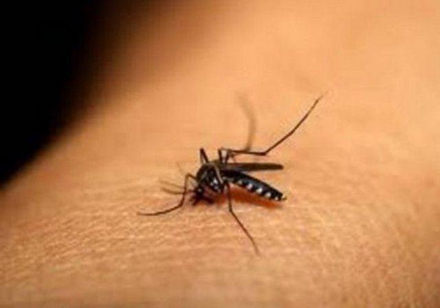 Sadece dii sivrisinekler srr..