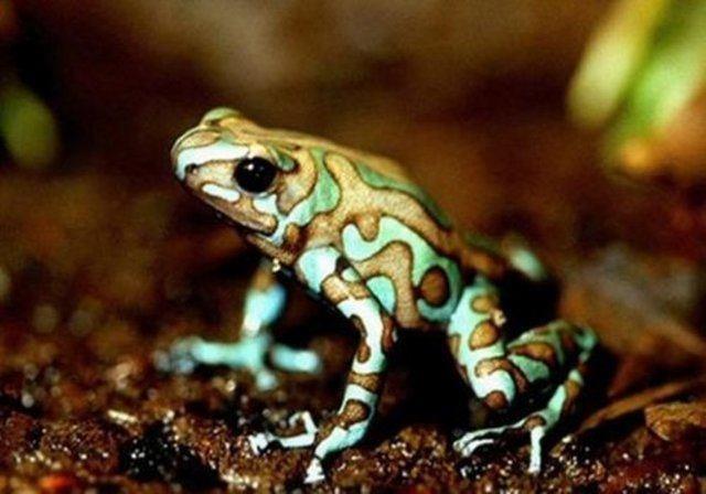 2.600 deiik cins kurbaa vardr.