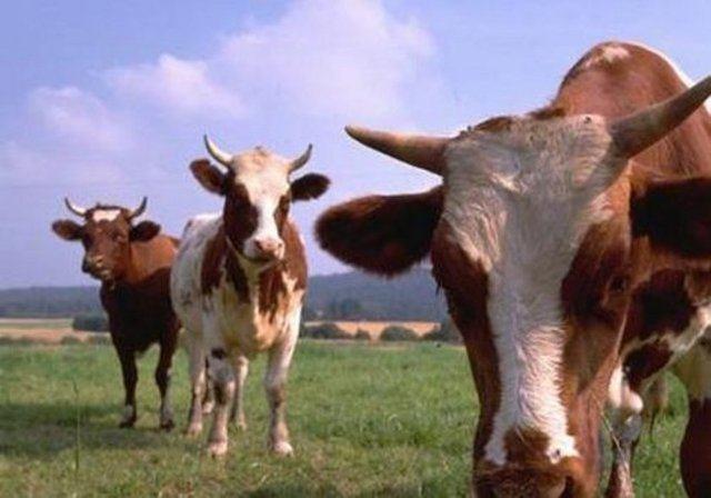 Bir inek hayat boyunca yaklak 200.000 bardak st retir..