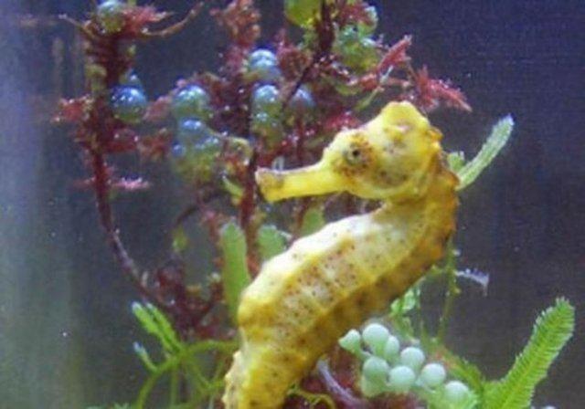 Denizatlar, erkekleri hamile olan tek canl grubudur.