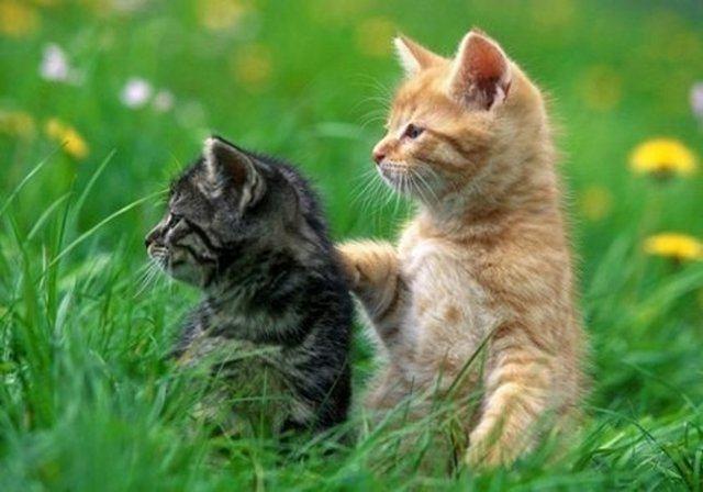 Kedilerin herbir kulanda 32 adele vardr..