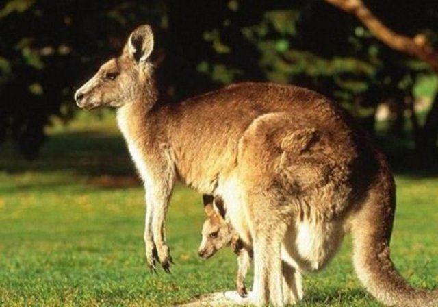 Kangurular geri geri yryemezler..