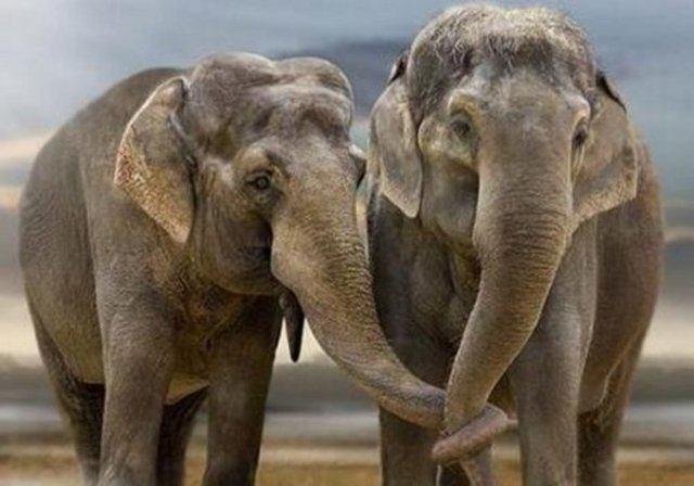 Filler zplamayan tek memelidir..