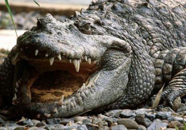 Timsahlar renk krdr..