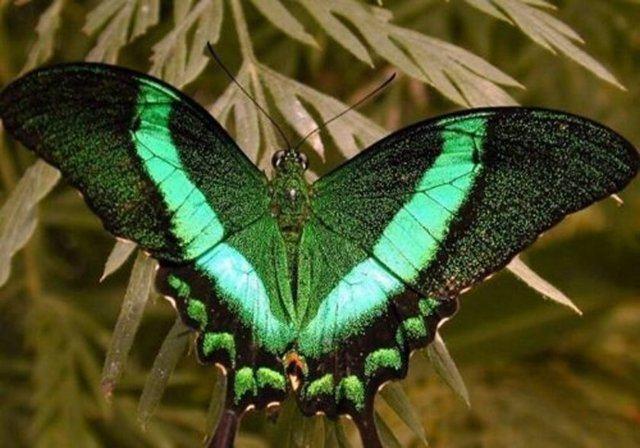 Kelebekler ayaklaryla tat alrlar..