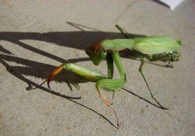 Erkek Peygamber Devesi diinin kokusunu 7 mil teden duyabilir..