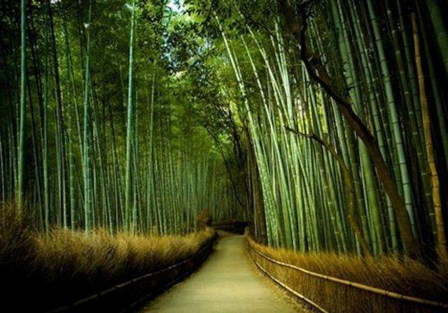 Dnyann en hzl byyen bitkisi bambu, bir gnde 90 cm kadar uzuyor..