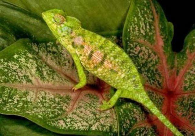 Bukalemunlarn dilleri, vcutlarndan iki kat daha uzundur..