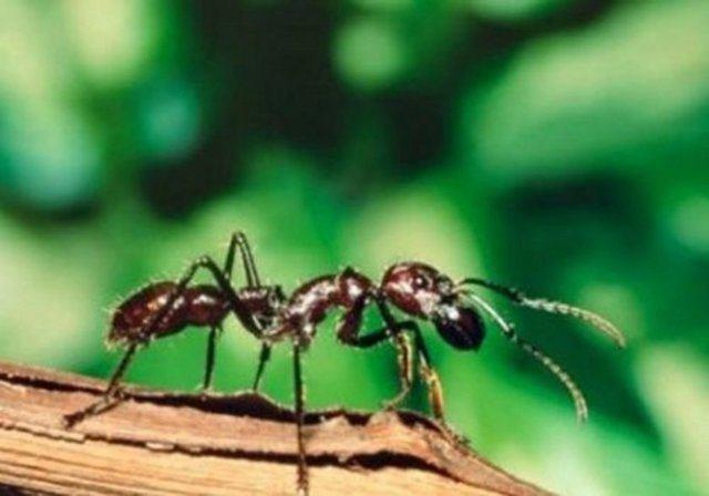 Karncalar uyumaz....