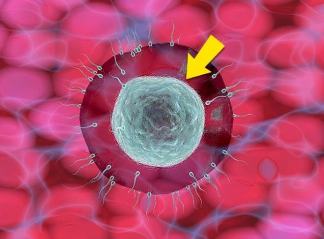 8- Anne karnndaki ocua da yardmc olur<br>  B vitaminleri, cinsel hormonlarn oluumunda da yer alrlar. rnein B9 vitamininin bir baka ad da &#8216;folik asit&#8217;tir. Folik asitin yardmyla, alyuvarlar ve fetsn sinir tp oluur ve bir ocuun zeka gerilii riski azaltlr. B9 vitamini gebelik planlamas srasnda kadnlar iin ite bu kadar gereklidir. 1 tavuk yumurtasnda 7 mcg vitamin bulunur.
