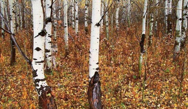 Sosyal medya bununla alkalanyor. Instagram, Twitter, Facebook. Aklnza gelen her sosyal mecrada bu fotoraf var. Fotoraftaki hayvanlar grebiliyor musunuz? Herkes onlar aryor. Bakalm siz bulabilecek misiniz?