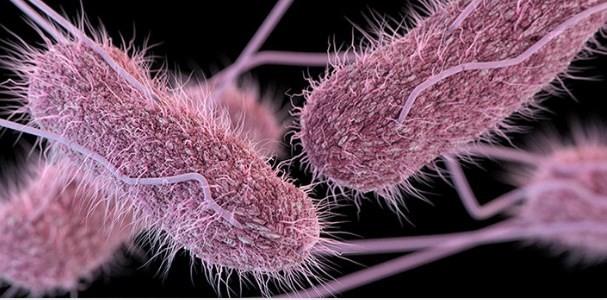SALMONELLA NEDR?--    Salmonella, gda zehirlenmelerinin en yaygn nedenlerinden biri olan bir grup bakterinin addr. Salmonella bakterisinin neden olduu enfeksiyon ileri seviyede ishal, ate, titreme, abdominal rahatszlk ve kusmaya neden olur. Enfeksiyon, nlem alnmamas durumunda ocuklar, yallar ve baklk sistemi zayf insanlar iin lmcl sonular dourabilir.