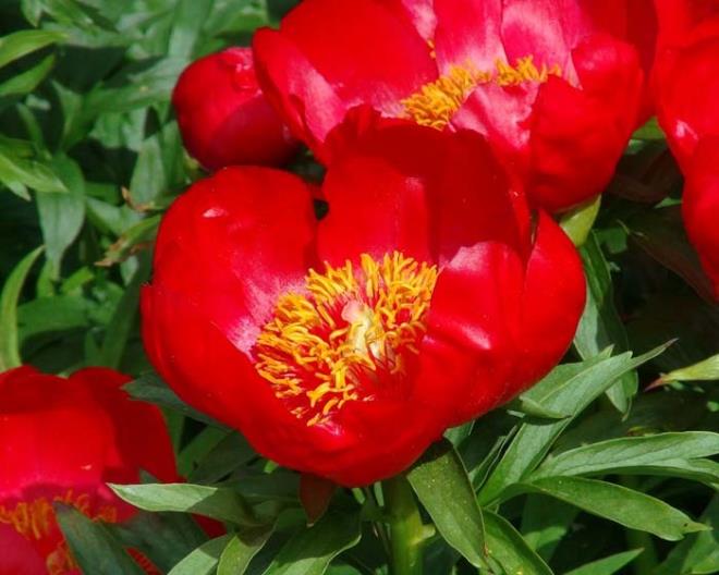 Ekiplerin blgede koruma kontrol grevini srdrdn aktaran Tekin, "Bu akayk trnn sklmesi, koparlmas kesinlikle yasak. Bahar aylarnda aan iekleri grmek isteyenler, buraya gelebilir." ifadesini kulland.