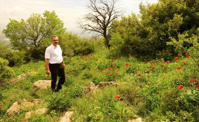 Doa Koruma ve Milli Parklar Uak ube Mdr Hseyin Tekin, halk arasnda "tecik lalesi" diye adlandrlan ve bir akayk tr olan "Paeonia Peregrina" ieinin koruma altna alndn belirterek, "Bu trn koparlmas halinde 42 bin liraya kadar idari para cezas uygulanacak." dedi.