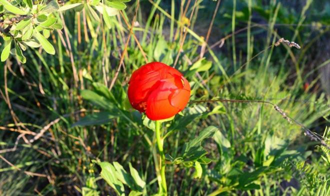 Uak'ta halkn "tecik lalesi" diye adlandrd ve bir akayk tr olan "Paeonia Peregrina" ieini koparanlara 42 bin liraya kadar idari para cezas uygulanacak.