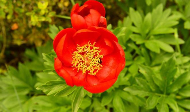 Tekin, AA ekibiyle Kayaal ky yaknlarndaki tecik tepesinde bahar aylarnda aan "Paeonia Peregrina" ieklerinin yer ald blgede incelemelerde bulundu.