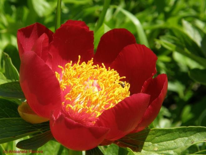 Doal yaamn korunmas iin herkese grev dtn vurgulayan Tekin, krmz renkleriyle gzel grnt veren bu ieklerin koparlmas yerine, doa tutkunlarna bol bol fotoraflarnn ekilmesini tavsiye etti.