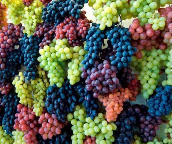 Vcudu virslere kar direnli hale getirir. Kabuk ve ekirdekleri barsak metabolizmasn hzlandrr.