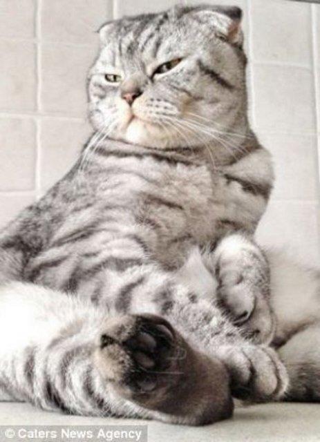 Rusya'da insan gibi oturan Niki adndaki 2 yandaki kedi TV'ye kt. Rus televizyonu internette fenomen olan kediyle ilgili bir belgesel yaynlarken, dier televizyon kanallar da Niki'nin peine dt.