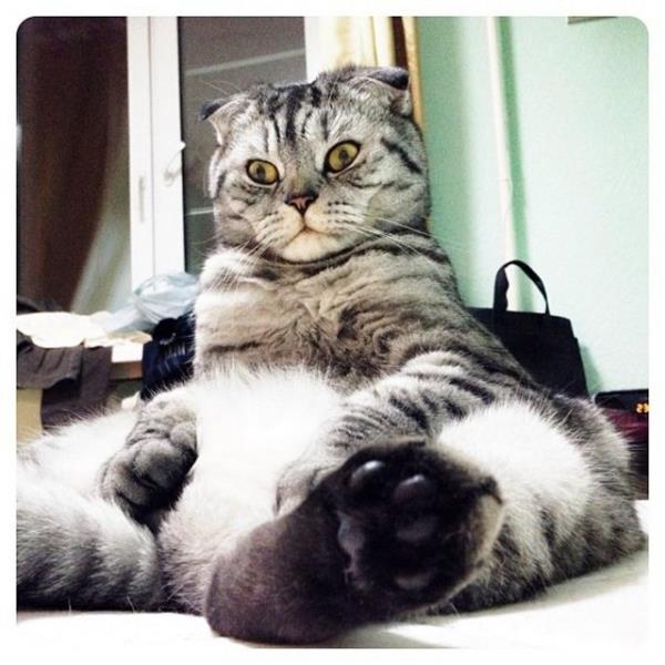 Rusya'da insan gibi oturan Niki adndaki 2 yandaki kedi TV'ye kt. Rus televizyonu internette fenomen olan kediyle ilgili bir belgesel yaynlarken, dier televizyon kanallar da Niki'nin peine dt.