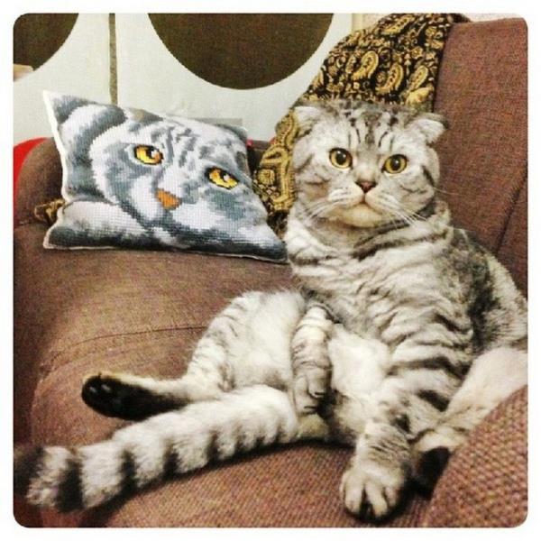 Rusya'da insan gibi oturan Niki adndaki 2 yandaki kedi TV'ye kt. Rus televizyonu internette fenomen olan kediyle ilgili bir belgesel yaynlarken, dier televizyon kanallar da Niki'nin peine dt.