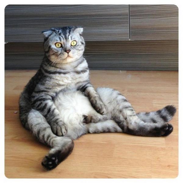 Rusya'da insan gibi oturan Niki adndaki 2 yandaki kedi TV'ye kt. Rus televizyonu internette fenomen olan kediyle ilgili bir belgesel yaynlarken, dier televizyon kanallar da Niki'nin peine dt.