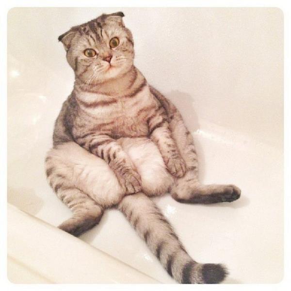 Rusya'da insan gibi oturan Niki adndaki 2 yandaki kedi TV'ye kt. Rus televizyonu internette fenomen olan kediyle ilgili bir belgesel yaynlarken, dier televizyon kanallar da Niki'nin peine dt.