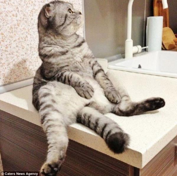 Rusya'da insan gibi oturan Niki adndaki 2 yandaki kedi TV'ye kt. Rus televizyonu internette fenomen olan kediyle ilgili bir belgesel yaynlarken, dier televizyon kanallar da Niki'nin peine dt.